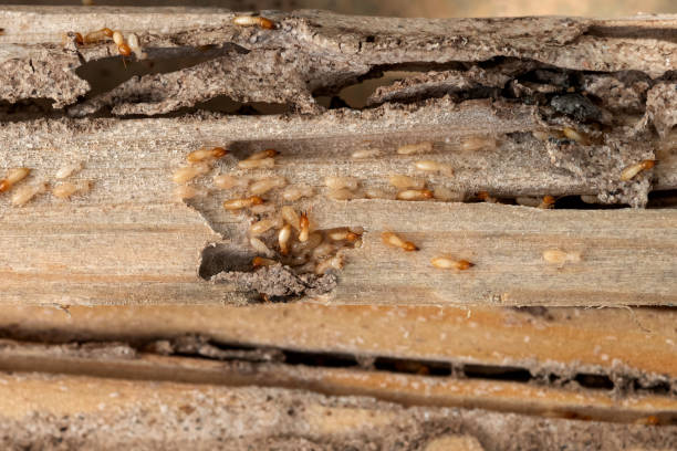 Trusted Richland, MO Pest Control Experts